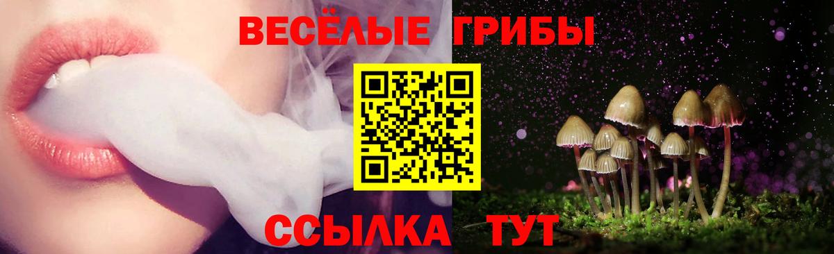 Псилоцибиновые грибы Psilocybine cubensis Кандалакша